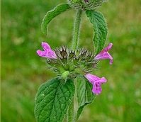 Wild Basil